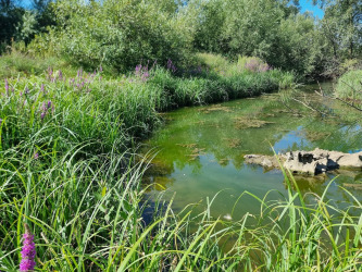 Fish-hatchery-off-River-Loddon-websize