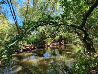 River-Loddon-in-Charvil-Meadows