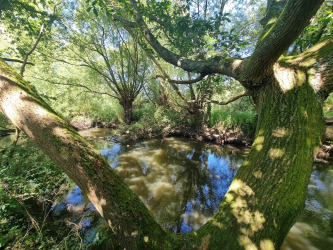 River-Loddon-in-Charvil-Meadows-websize