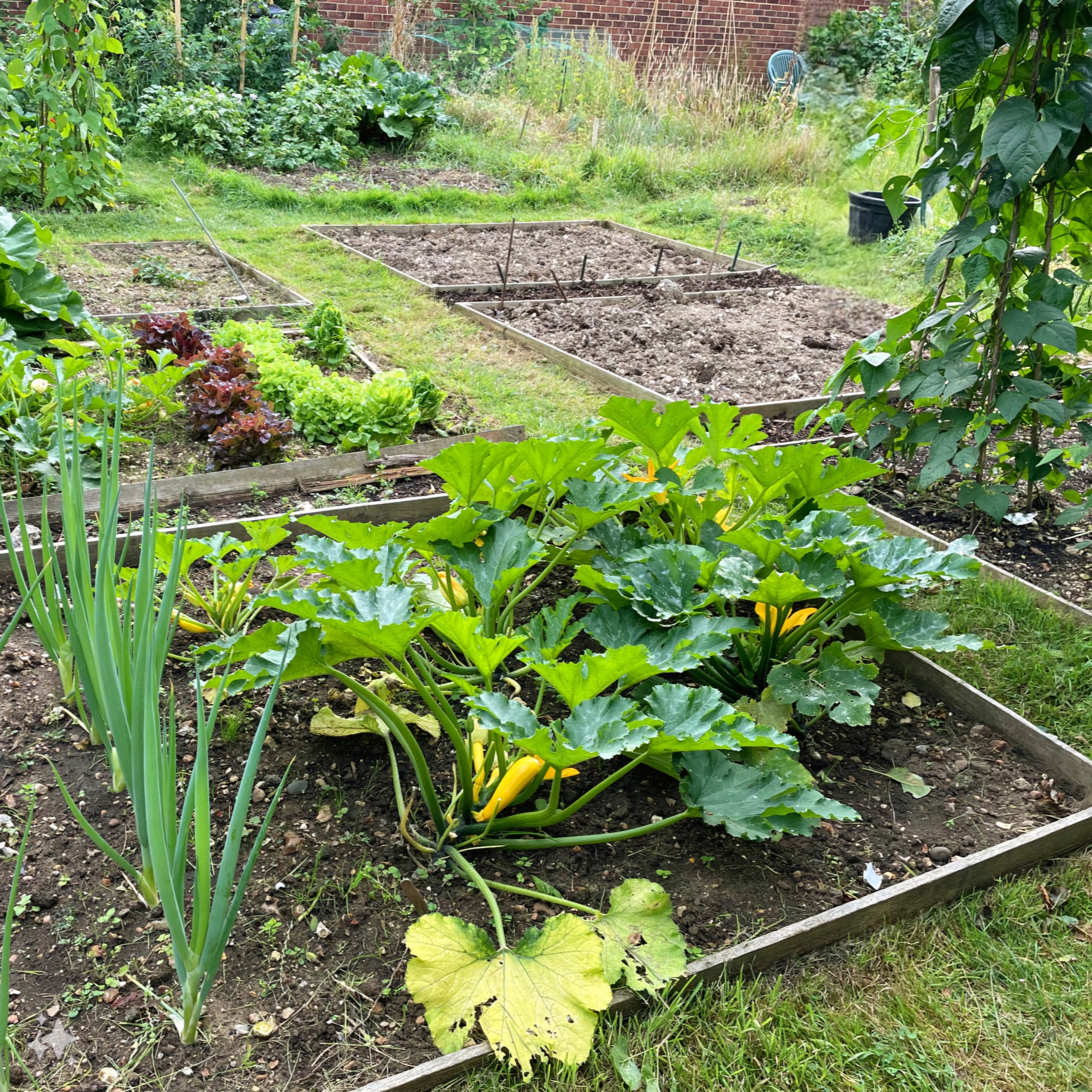 vegetable plots with marrows growing in the foreground